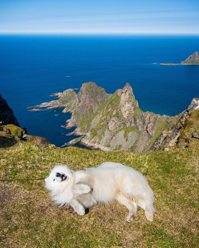 🌸 Let the scenery and the adorable samoyeds take your breath away.