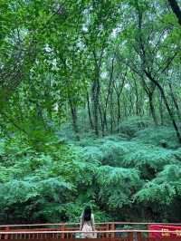 超治愈 南京的侏羅紀公園