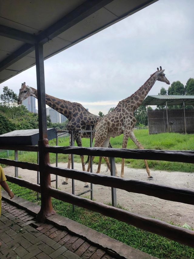 東莞｜香市動物園。