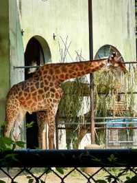 江蘇南京紅山動物園｜城市中的野生王國。