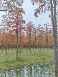 12.7青西郊野公園實景，說說真實感受