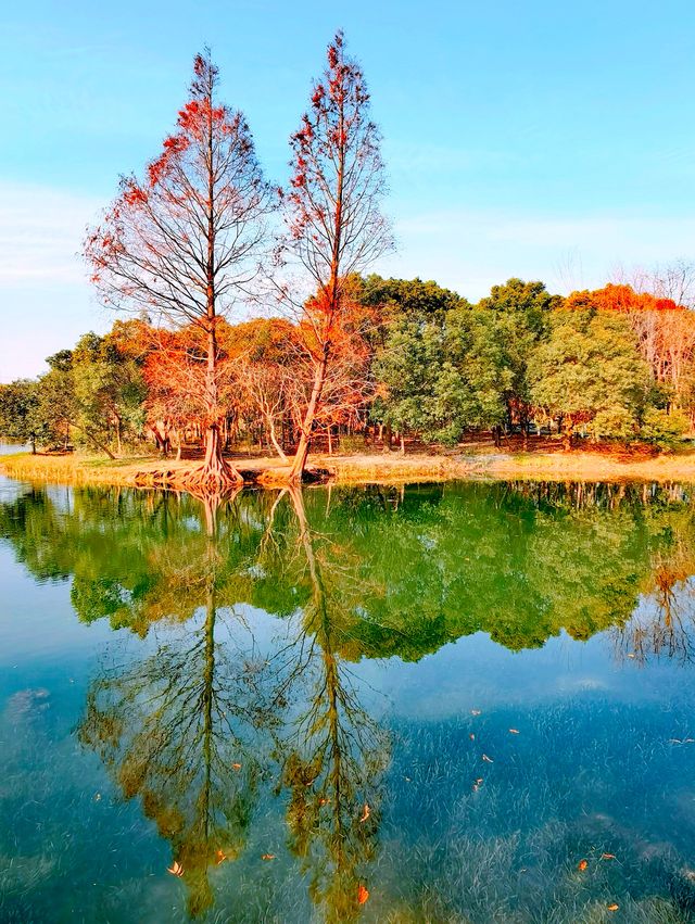 長美綠地，越來越美了