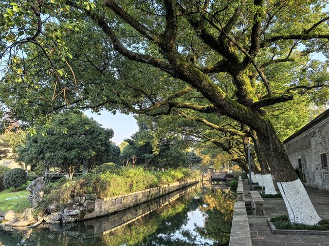 月湖公園的早晨丨穿越四季的江南園林