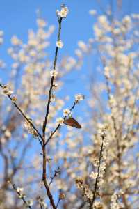 廣州 | 香雪公園的梅花怒放了(附路線)