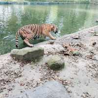 Zoo Negara 🇲🇾 🐅🦁 🐘🦒🦧