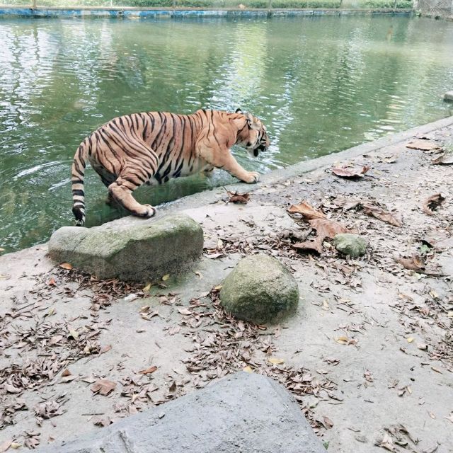 Zoo Negara 🇲🇾 🐅🦁 🐘🦒🦧