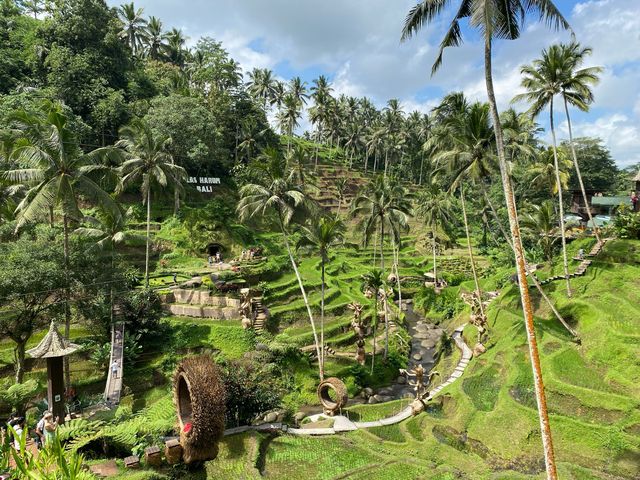 Gorilla in Bali 🐒