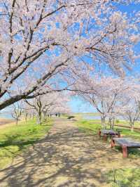 【2024年桜】石川県の木場潟公園