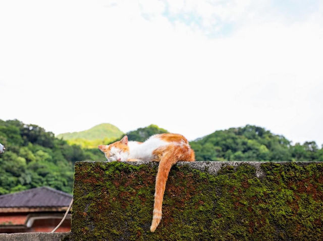 Houtong Cat Village หมู่บ้านแมวน่ารักๆในไต้หวัน