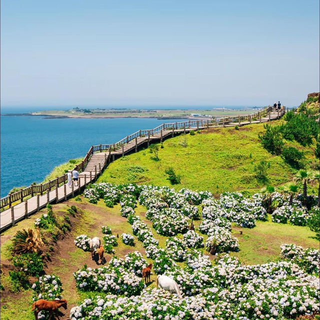 Natural Wonders Await on Jeju Island