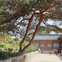 Timeless Beauty and Royal Ceremonies: Exploring Gyeongbokgung Palace!