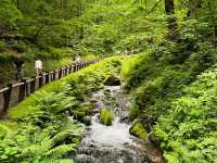 Discovering Shiraito Falls