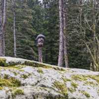 Fløyen Forest, Bergen