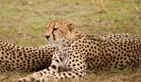 4 days Serengeti migration safari 