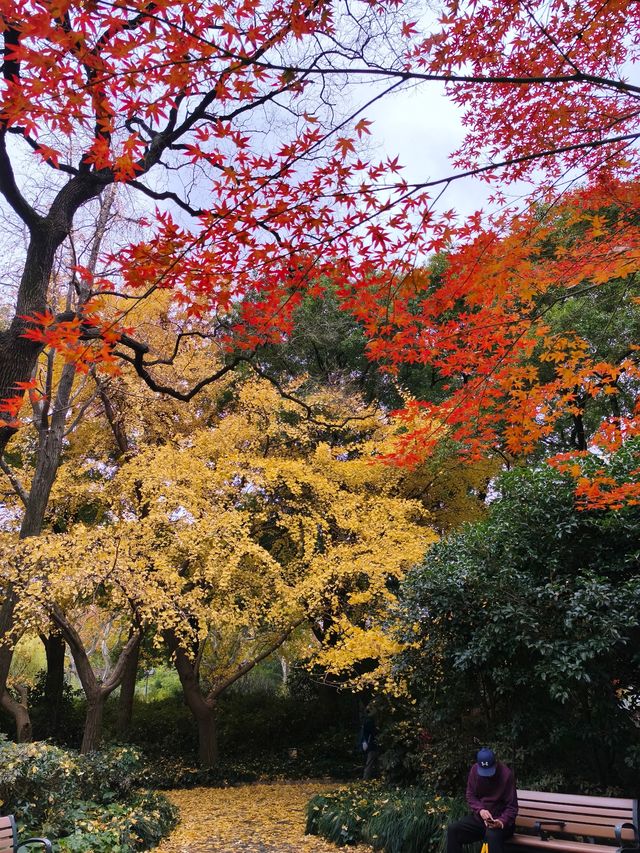 初冬的長風公園—五彩斑斕