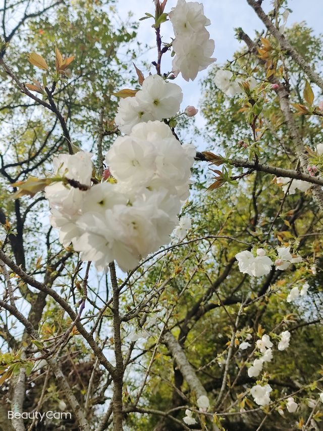 湖北武漢植物園。