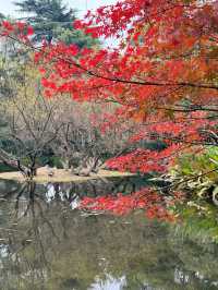 鼋頭渚-南山竹海5日遊 長者出行必看攻略。