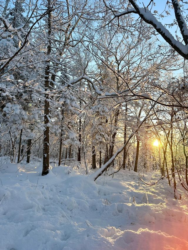 5日玩轉哈爾濱-雪鄉 看這篇就夠別錯過