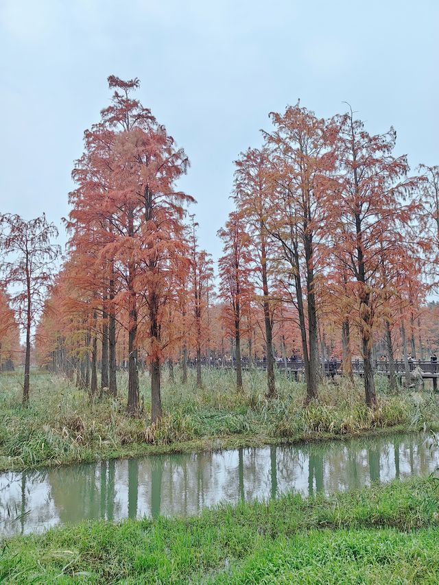 12.7青西郊野公園實景，說說真實感受