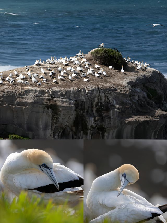 奧克蘭鳥島 | 大自然的夢幻之境