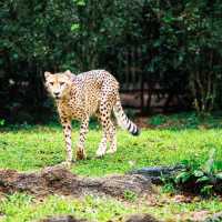 馬來西亞國家動物園：綠蔭樂園，無窮體驗和樂趣