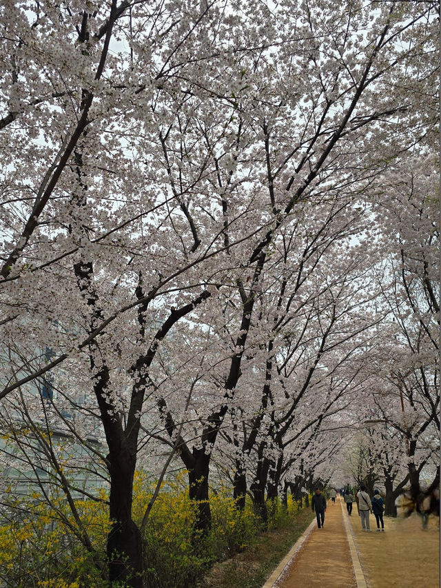 「首爾春天賞櫻好去處」- 安養川櫻花散步道，春日浪漫