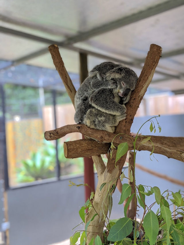 Kuranda Koala Gardens