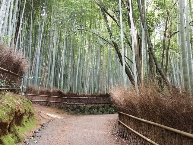 An enchanting moment at Arashiyama Bamboo Forest