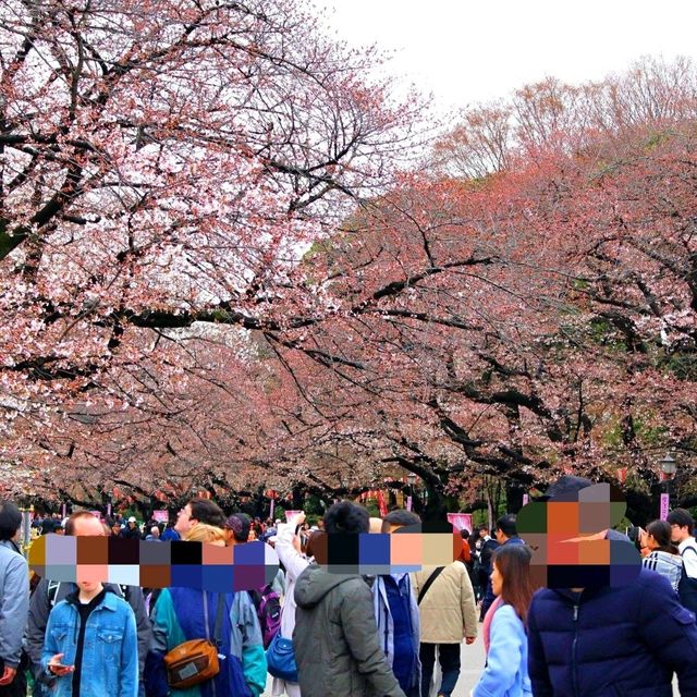 東京景點｜巧遇櫻花盛開~東京賞櫻勝地上野恩賜公園