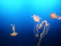 Monterey Bay Aquarium สหรัฐอเมริกา