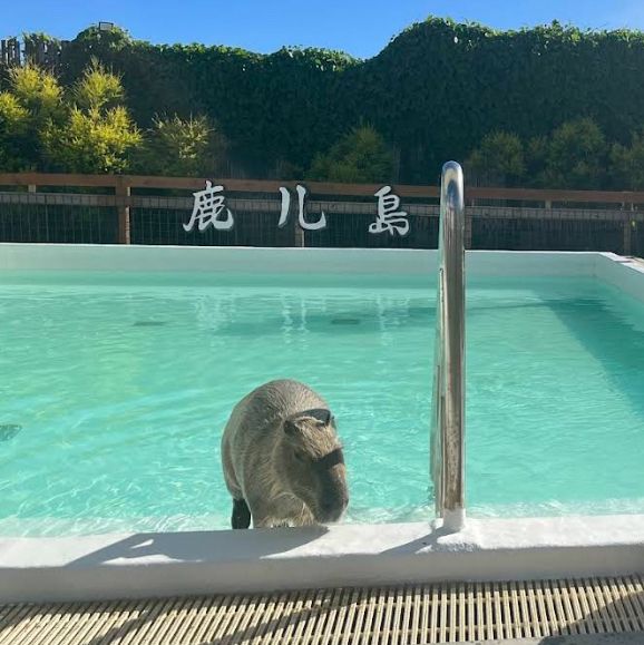  墾丁鹿兒𡷊水豚生態園區：親近自然的樂園