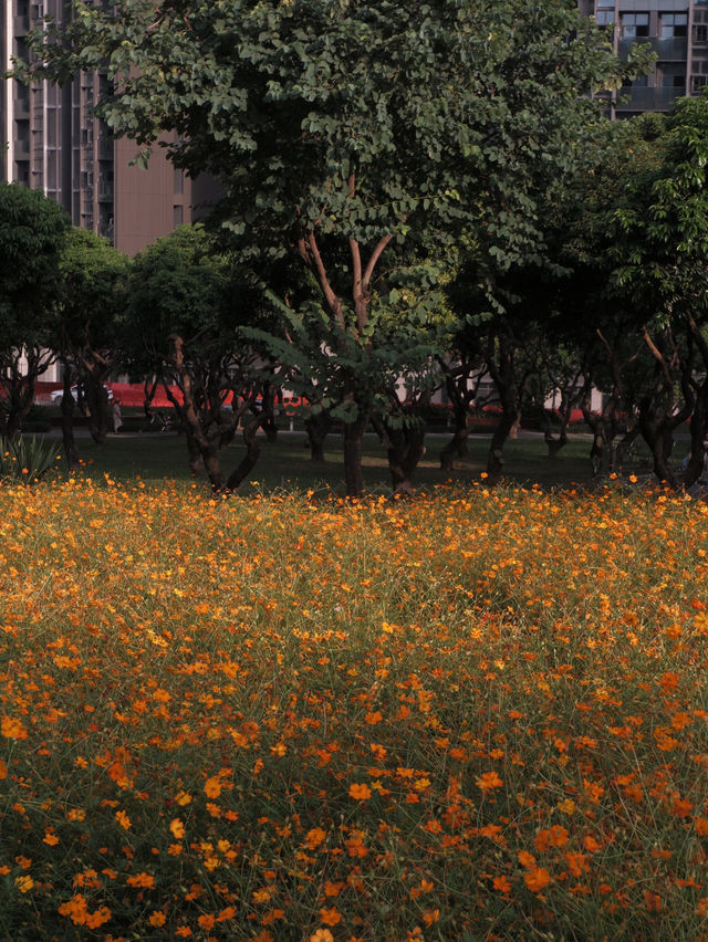 深圳10月：西麗生態公園「金燦花海」