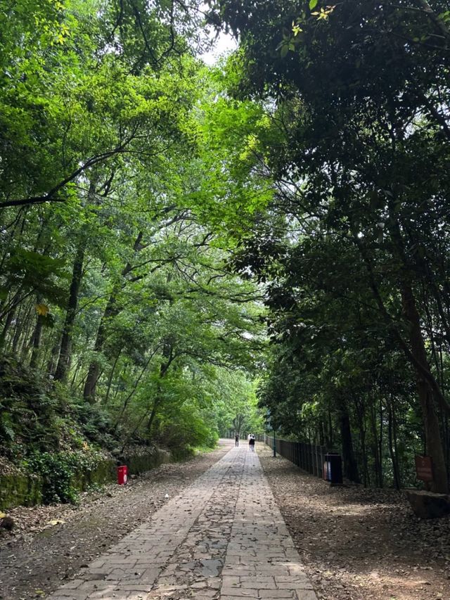 上海一日徒步丨佘山森林公園吸氧去班味