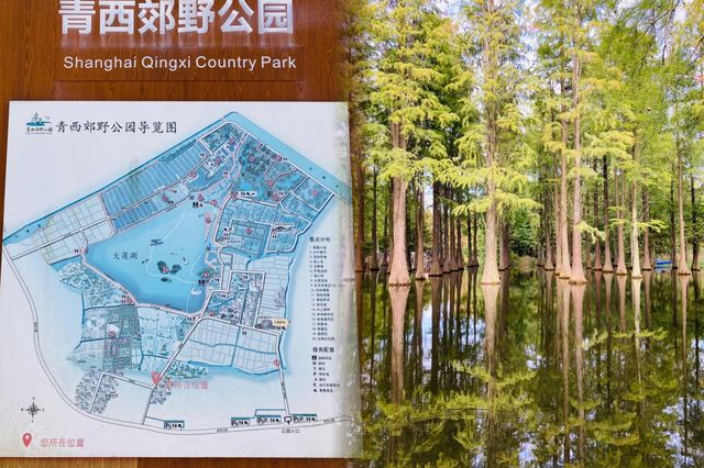 千萬別去上海青西郊野公園水上森林。