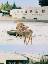 金沙遺址博物館。