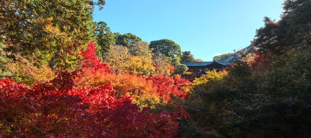 京都賞楓頂流之一：東福寺