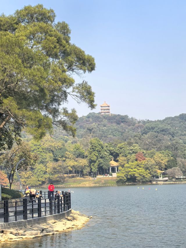 鹿湖公園：落羽杉已到最佳觀賞期