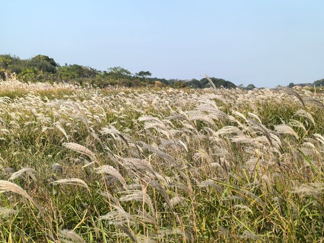 不容錯過，永修吳城候鳥小鎮觀鳥攻略