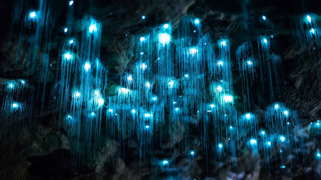 Discover the Enchanting Blue Glowworm Caves of Waitomo