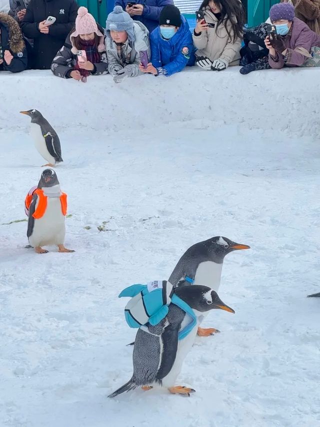 哈爾濱極地公園｜探秘冰雪世界，感受極地魅力