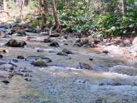 🍃 Nature Trail at Doi Inthanon Chiang Mai🚶‍♀️