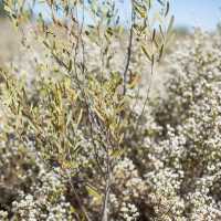 Sand Dunes, Rocks, Plants at Uluṟu Aussie