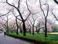 🌸 Cherry blossom bliss! 🌸