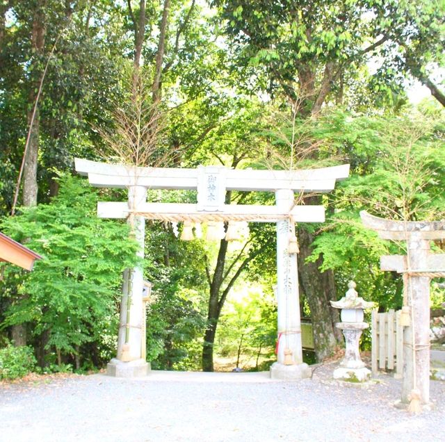 佐賀景點｜據說有神明居住的3000年大楠樹—佐賀武雄神社