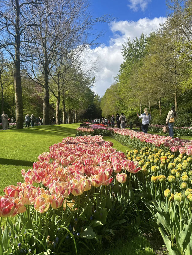 Keukenhof: A Blooming Wonderland in the Heart of the Netherlands