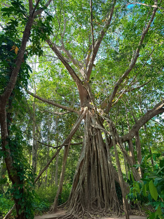 Xishuangbanna Tropical Botanical Garden: A Paradise of Biodiversity 