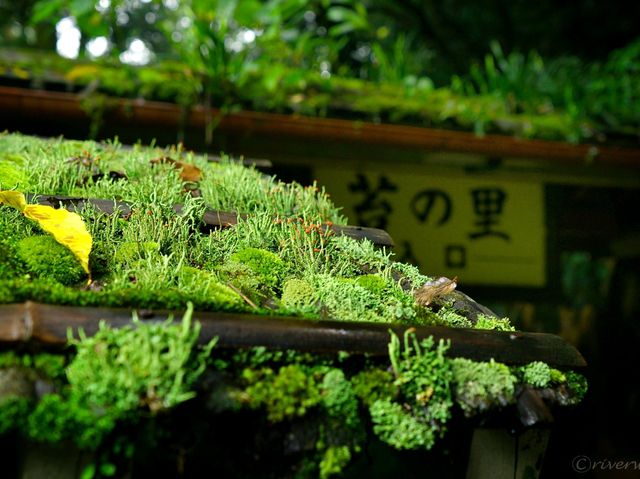 【石川県】日本有数の苔の絶景！「日用苔の里」