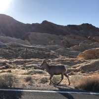 Valley of Fire - love this place