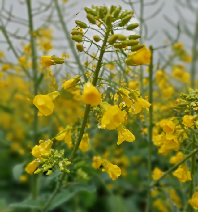 羅平油菜花