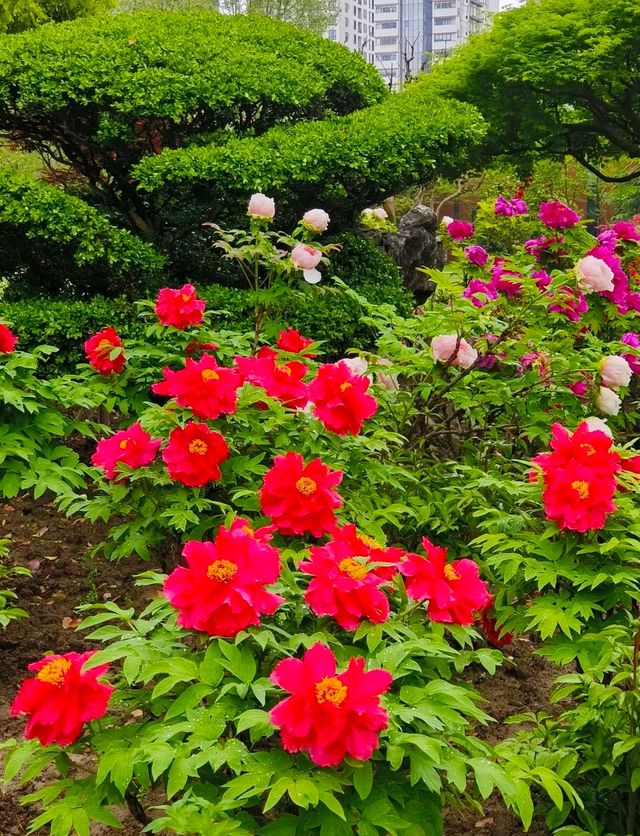 上海中山公園牡丹遊園會來啦，這個週末來賞花聽曲吧